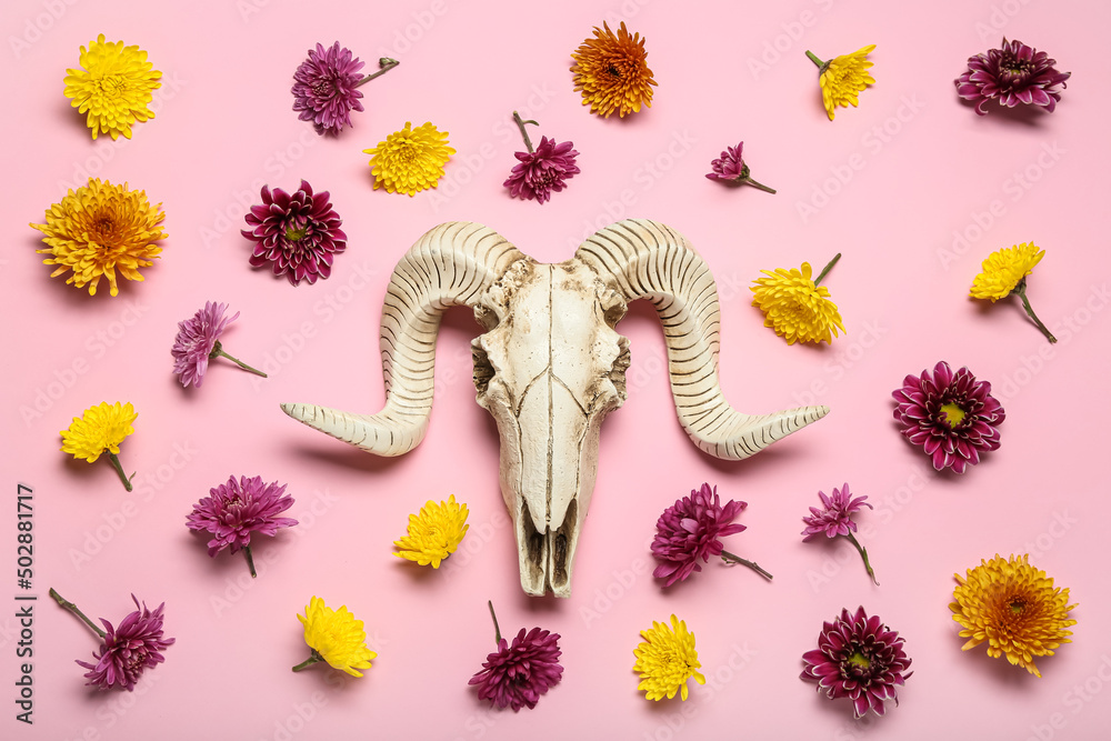 Composition with skull of sheep and flowers on pink background