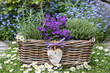 Korb mit  Dalmatiner Polster-Glockenblume, Thymian und Rosmarin im Garten