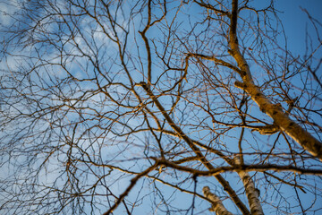 Wall Mural - Tree branch silhouette over blue sky background.