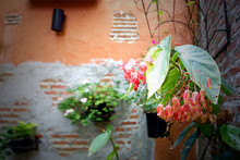 Pretty Pink Flowers Hanging On An Old Wall, Natural Light Background