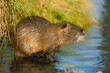 Wet muskrat (Ondatra zibethica) sits in the water near the shore and eats grass in the light of the setting sun