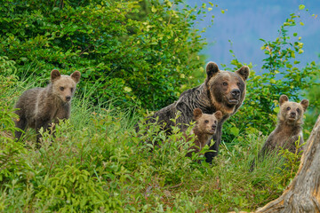 Wall Mural - Brown bear cub standing and her mom close. Focus on cub.