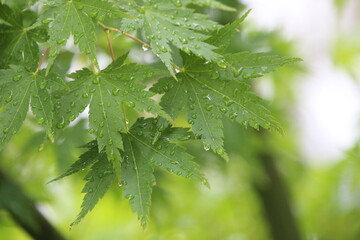 raindrops on green japanese maple leaves