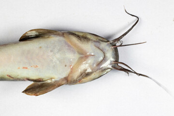 Structure of Clarias gariepinus in the laboratory.