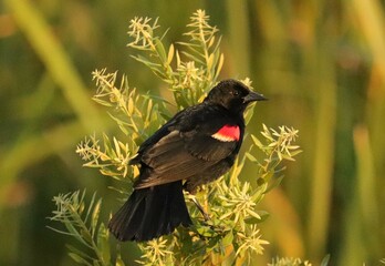 Sticker - Red Winged Blackbird 