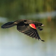 Sticker - Red Winged Blackbird 