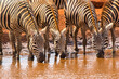 Plains zebras, Equus quagga, quench their thirst at a waterhole.