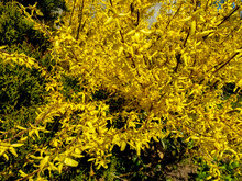 Yellow Bush