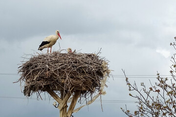 Wall Mural - a stork's nest and a brooding female stork and a male stork next to it,