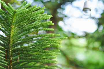 Wall Mural - fern leaves in the forest