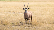 Oryx Antelope In The Wild