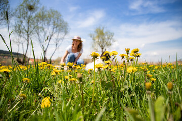 Wall Mural - woman picking dandelion flowers wild garden