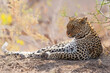 Leopard (Panthera Pardus) resting and grooming around in a dry riverbed in a Game Reserve in the Tuli Block in Botswana            