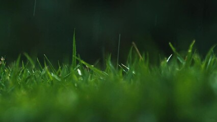 Sticker - Green wet grass in the garden during the drizzling rain