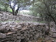 Murs de retenue ou faïsses dans les Cévennes, dans le Gard, avec des chênes verts emblématiques et une végétation de type garrigue