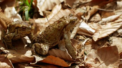 Poster - Close-up of a brown toad against a background of yellowing leaves
