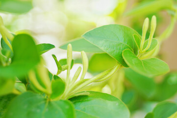 Wall Mural - Spring household climbing vine green plant honeysuckle white bud vitality