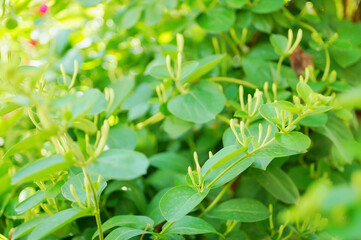 Wall Mural - Spring household climbing vine green plant honeysuckle white bud vitality