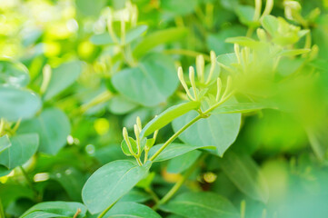 Wall Mural - Spring household climbing vine green plant honeysuckle white bud vitality