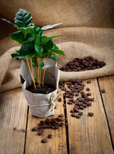 Coffee Plant Tree In Paper Packaging On Sackcloth, Wooden Background