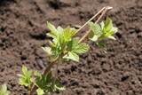 Fototapeta  - Beau plant de framboise avec de magnifique feuilles au printemps.