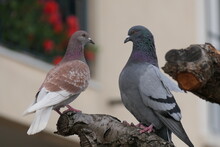 Couple De Pigeons