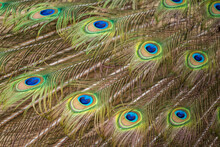 Peacock And Beautiful Peacock Feathers