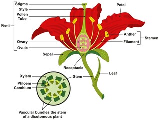 Common flower parts infographic diagram structure including stem leaf sepal receptacle stamen pistil and petal vector drawing illustration for biology botany science education plant anatomy