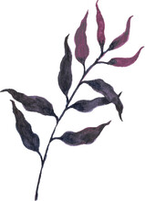 Leaf Watercolor Illustration 