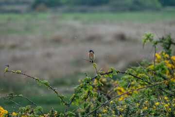 Canvas Print - pretty male stonechat perched on a bramble amongst bright yellow gorse with a blurred background