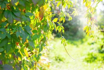 Canvas Print - vineyard garden in the sun