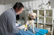 © DragonImages - Veterinarian applying vetwrap around temporary catheter in leg of dog to maintain pressure over the site.