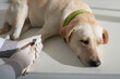 © DragonImages - Sad dog waiting when doctor taking small blood samples from leg of labrador dog