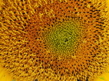 Softfocused Green Yellow Orange Brown Abstract Natural Background. Center Of Big Sunflower Closeup