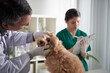 Veterinarian checking eyes of small fluffy dog on table in animal hospital