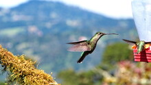 Female Talamanca Hummingbird (Eugenes Spectabilis) In Flight At The Paraiso Quetzal Lodge In The Cloud Forest Outside San Jose, Costa Rica