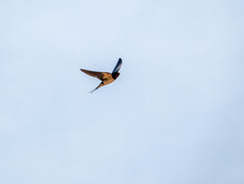 A Barn Swallow (Hirundo Rustica) In Flight Under A Blue Spring Sky, White Cloud