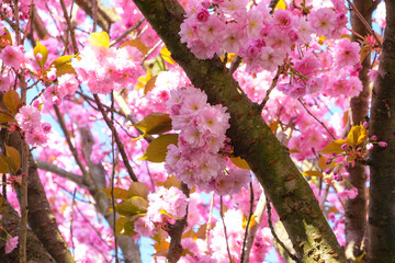 Wall Mural - sakura - japanese cherry blossoms against blue sky