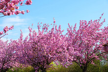 Sakura - Japanese Cherry Blossoms On Cherry Trees Against Blue Sky