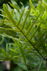 Canvas Print - close up of the bottom of a green fern leaf (spores)