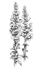 Snapdragon Flower. Hand Drawn Garden Spring Summer Flowers Isolated On White. Vector Botanical Floral Illustration. Black And White. Botanical Rustic.  (Antirrhinum Majus)