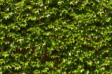 Canvas Print - green leaves background