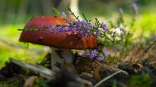 Mushroom In The Woods With Lavender