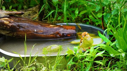 Poster - fish in the pond