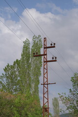 Rustic, electric post, metal and rust electricity post near the poplar tree and cables.