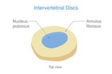 Anatomy Of Normal Intervertebral Discs. Illustration About Medical Diagram About The Spine In Top View For Check Disc Herniation. Nucleus Pulposus, Annulus Fibrosis.