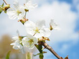 Fototapeta Kwiaty - Białe kwiaty kwitnącej czereśni 