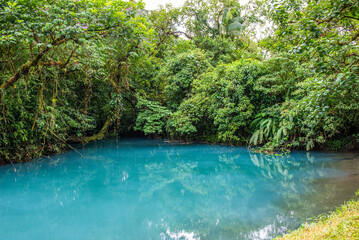 Wall Mural - Walking through the Tenorio National Park in Costa Rica
