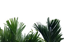 Tropical Palm Leaves On White Isolated Background With Copy Space For Background Backdrop
