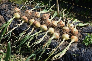 Harvesting onions in the vegetable garden. Onions can be harvested six months after planting. Harvest on a sunny day, cut the roots, dry in the field for 2-3 days, and hang in the shade for storage.